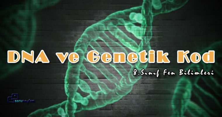 8.Sınıf Fen Bilimleri DNA ve Genetik Kod Test-1